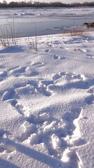 Śnieg i zaspy w lesie i nad rzeką. Piękny zimowy krajobraz. Ziemia pokryta grubą warstwą śniegu. © tomo81