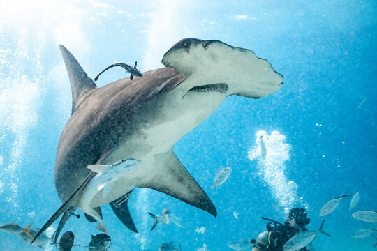 Great hammerhead shark feeding in the Bahamas with divers nearby