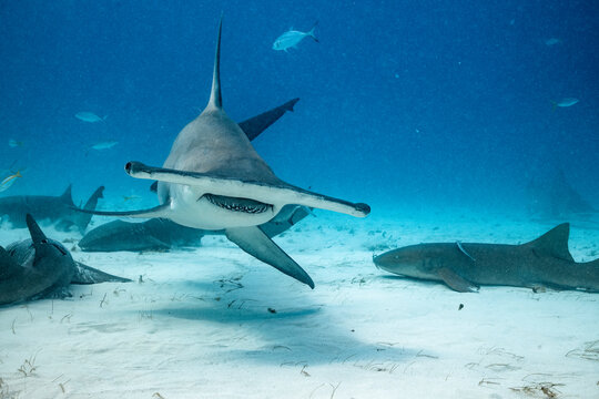 Great hammerhead shark feeding near the ocean floor in the Bahamas