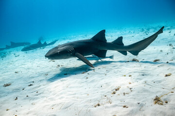 Great hammerhead shark feeding in clear waters of the Bahamas