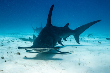 Great hammerhead shark feeding in shallow waters of the Bahamas