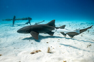 Great hammerhead shark feeds in the Bahamas near shipwreck