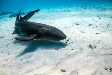 Great hammerhead shark feeds in shallow waters of Bahamas