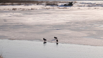Dzikie kaczki na tafli lodu nad brzegiem rzeki © tomo81