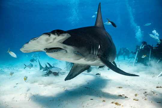 Great hammerhead shark feeding in the Bahamas during the day
