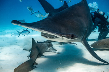 Great hammerhead shark feeding in clear waters of the Bahamas