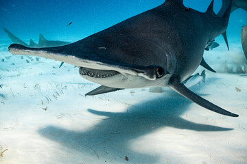 Great hammerhead shark feeding in the Bahamas