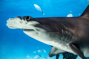 Great hammerhead shark feeding in the Bahamas waters