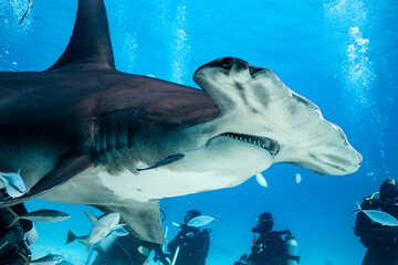 Great hammerhead shark feeding in the Bahamas waters