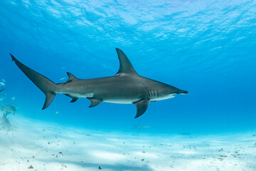 Great hammerhead shark feeds in the Bahamas waters