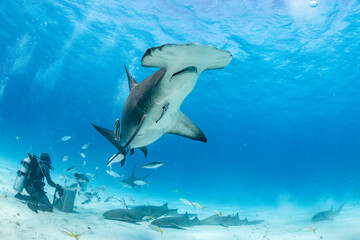 Great hammerhead shark feeding in the Bahamas with diver nearby