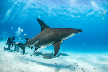 Great hammerhead shark feeds in the Bahamas during underwater exploration
