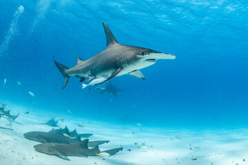Great hammerhead shark feeding in the Bahamas underwater scene