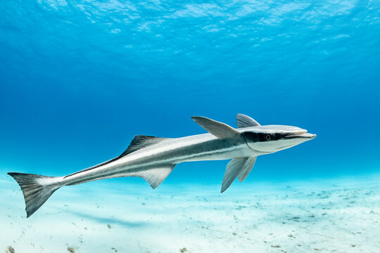 Great hammerhead shark feeding with remora fish in the Bahamas