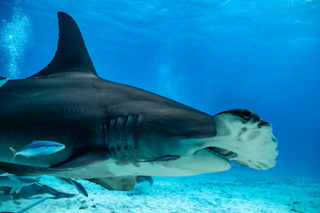 Great hammerhead shark feeding in the Bahamas