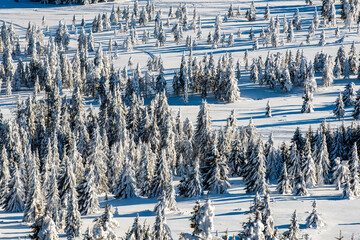 Snowy Winter Forest Landscape with Sledding Trail. Aerial view of a winter forest with snow covered pine trees and a sledding trail, showcasing peaceful alpine nature, fresh snow. Romania.