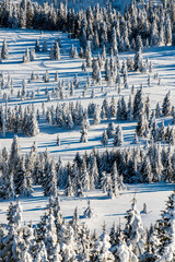 Snowy Winter Forest Landscape with Sledding Trail. Aerial view of a winter forest with snow covered pine trees and a sledding trail, showcasing peaceful alpine nature, fresh snow. Romania.