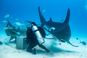 Great hammerhead shark feeds near diver in Bahamas