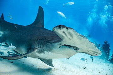 Great hammerhead shark feeds in the clear waters of the Bahamas