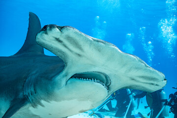 Great hammerhead shark feeding in Bahamas waters captures the marine moment