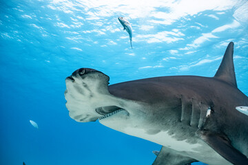 Great hammerhead shark feeds in the Bahamas environment