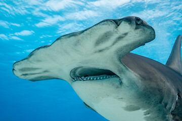 Great hammerhead shark feeding in the waters of the Bahamas