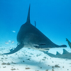 Great hammerhead shark feeds in the waters of the Bahamas