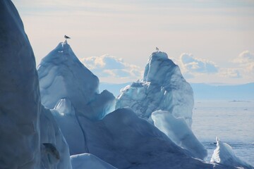 Iceberg with bird in Disko Bay, Ilulissat, Greenland © s.a.m.