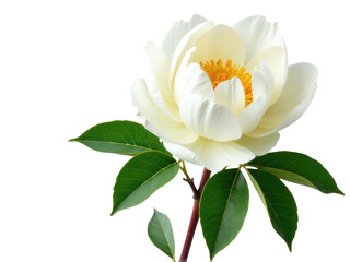 Fototapeta premium A single white flower with green leaves on a stem