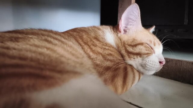 Side view of a ginger tabby cat sleeping peacefully on a floor, highlighting soft orange fur patterns and relaxed whiskers in a domestic home setting.
