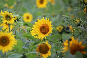 Close-up of a sunflower in a sunflower meadow