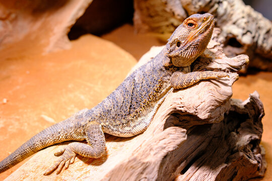 Bearded dragon lying on a wooden log in its terrarium