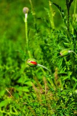 Obraz premium Poppy buds grow in a green field during spring season near a garden path