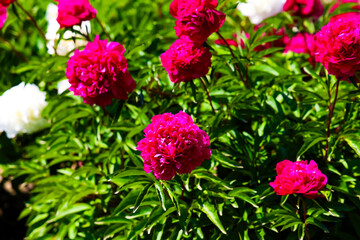 Obraz premium Bright peonies flowers bloom in a garden on a sunny day during spring season