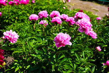 Fototapeta premium Bright peonies pink peonies bloom in a garden during a sunny spring afternoon