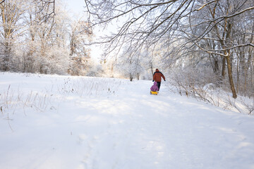 Wide shot of a person pulling a sled through a beautiful snow covered winter forest