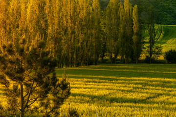 Golden farmland with green cultivated fields and tall trees illuminated by warm evening sunlight. Presenting peaceful rural scenery, agricultural landscape and natural countryside environment.