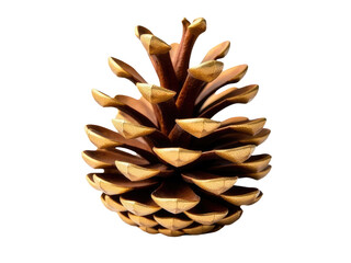 A close-up shot of a pine cone on a white background, ideal for use in product photography or as a design element