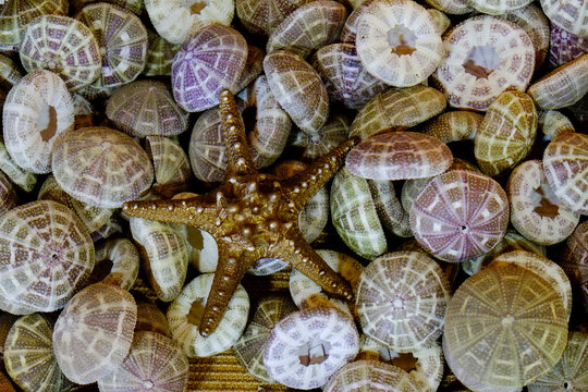 Paris, France, EU Starfish and shells