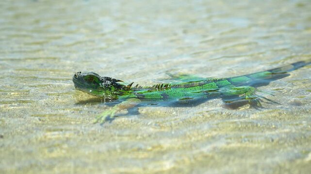 Green Iguana floating in shallow warm water at Cocles Beach in Costa Rica