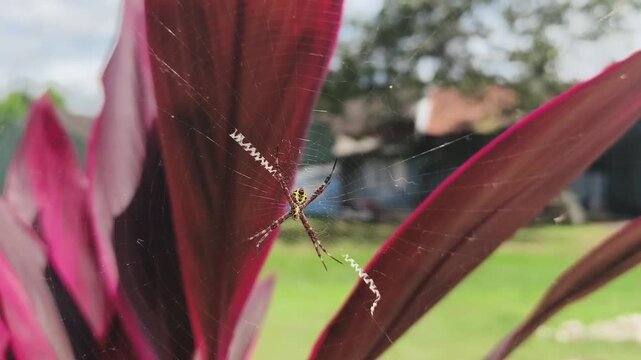 Detailed macro of a yellow and black Argiope spider resting in an intricate orb web with a zig-zag pattern, contrasted against bright red garden foliage.