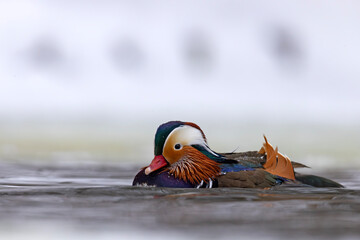 mandarynka (Aix galericulata) © Grzegorz