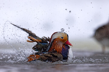 mandarynka (Aix galericulata) © Grzegorz