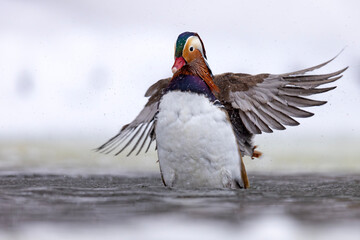 mandarynka (Aix galericulata) © Grzegorz