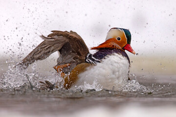 mandarynka (Aix galericulata) © Grzegorz