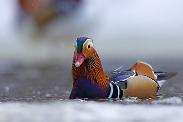 mandarynka (Aix galericulata) © Grzegorz