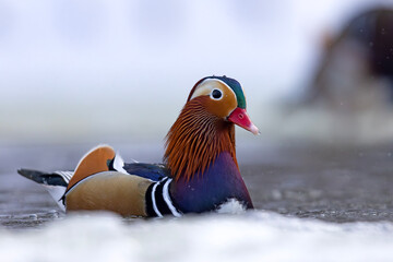 mandarynka (Aix galericulata) © Grzegorz