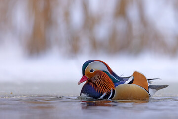 mandarynka (Aix galericulata) © Grzegorz