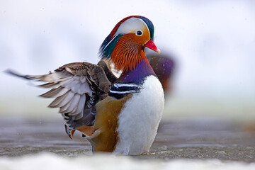 mandarynka (Aix galericulata) © Grzegorz