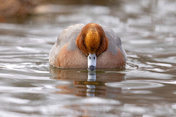 świstun (Mareca penelope) © Grzegorz